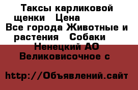 Таксы карликовой щенки › Цена ­ 20 000 - Все города Животные и растения » Собаки   . Ненецкий АО,Великовисочное с.